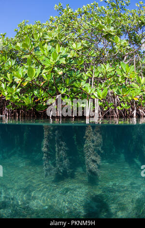 Antenne Prop Wurzeln des Roten Mangroven, Rhizophora, Cancun, Yucatan, Mexiko Stockfoto