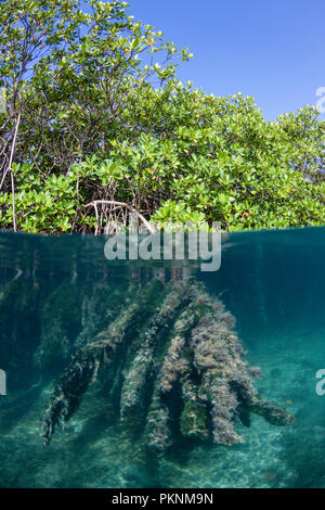 Antenne Prop Wurzeln des Roten Mangroven, Rhizophora, Cancun, Yucatan, Mexiko Stockfoto