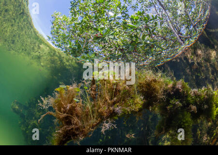 Regenschirm Algen wachsen auf Mangrovenwurzeln, Acetabularia, Cancun, Yucatan, Mexiko Stockfoto