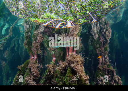 Needlefish in Mangroven, Belonidae, Cancun, Yucatan, Mexiko Stockfoto