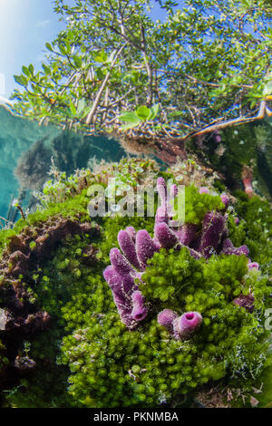 Schwämme auf Mangrovenwurzeln, Porifera, Cancun, Yucatan, Mexiko wachsende Stockfoto