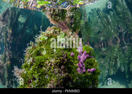 Schwämme auf Mangrovenwurzeln, Porifera, Cancun, Yucatan, Mexiko wachsende Stockfoto