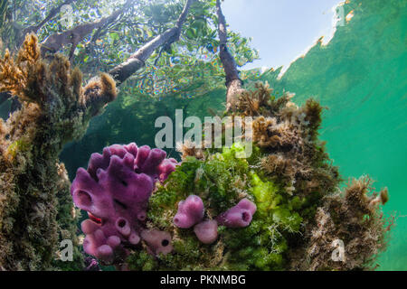 Schwämme auf Mangrovenwurzeln, Porifera, Cancun, Yucatan, Mexiko wachsende Stockfoto