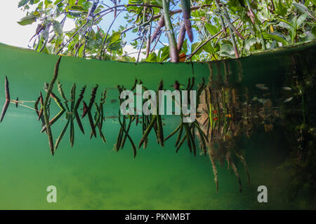 Antenne Prop Wurzeln des Roten Mangroven, Rhizophora, Cancun, Yucatan, Mexiko Stockfoto