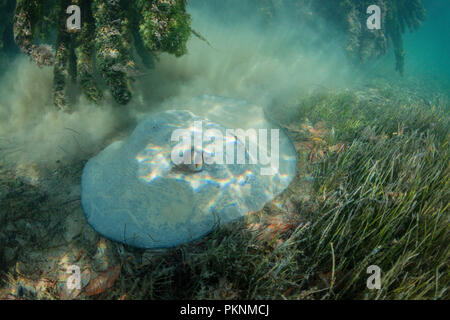 Stachelrochen auf Seegras, Dasyatis americana, Cancun, Yucatan, Mexiko Stockfoto