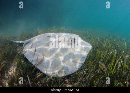 Stachelrochen auf Seegras, Dasyatis americana, Cancun, Yucatan, Mexiko Stockfoto