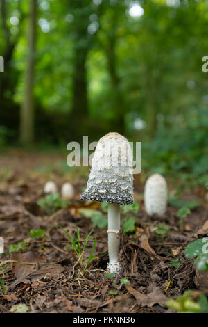 Shaggy Ink Cap Pilz wächst wild in Wales. Stockfoto