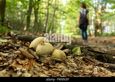 Gemeinsame Earthball Pilz wachsen neben einem Wald Wanderweg in Wales. Stockfoto