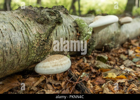 Halterung Pilz wachsen auf einen gefallenen Birke in Wales. Stockfoto