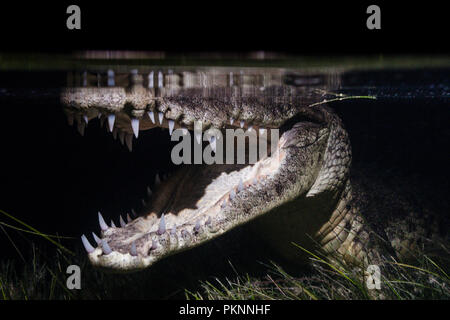 Morelet's Crocodile Jagd bei Nacht, Crocodylus moreletii, Cancun, Yucatan, Mexiko Stockfoto