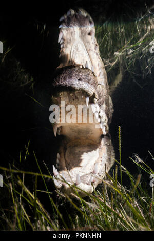 Morelet's Crocodile Jagd bei Nacht, Crocodylus moreletii, Cancun, Yucatan, Mexiko Stockfoto