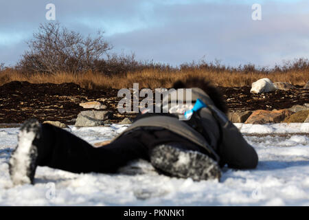 Ein Mann Fotografien ein Eisbär (Ursus maritimus) in langen Gras von der Hudson Bay in Manitoba, Kanada. Der Bär sitzt auf Kelp, die auf den s gewaschen hat Stockfoto