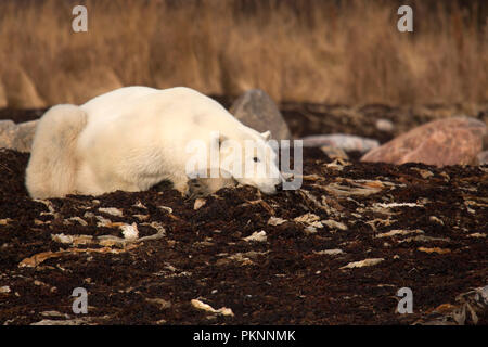 Ein Eisbär (Ursus maritimus) in langen Gras von der Hudson Bay in Manitoba, Kanada. Der Bär sitzt auf Seetang, der auf das Ufer gespült hat. Stockfoto