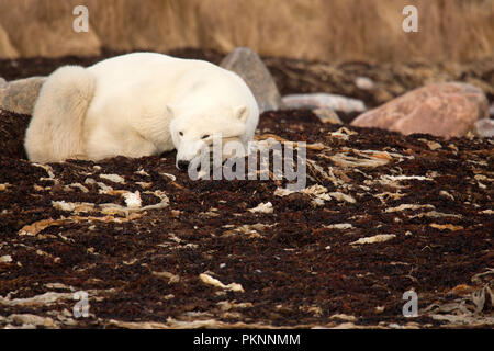 Ein Eisbär (Ursus maritimus) in langen Gras von der Hudson Bay in Manitoba, Kanada. Der Bär sitzt auf Seetang, der auf das Ufer gespült hat. Stockfoto