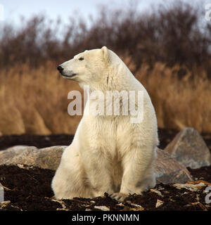 Ein Eisbär (Ursus maritimus) in langen Gras von der Hudson Bay in Manitoba, Kanada. Der Bär sitzt auf Seetang, der auf das Ufer gespült hat. Stockfoto