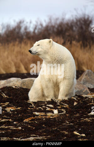 Ein Eisbär (Ursus maritimus) in langen Gras von der Hudson Bay in Manitoba, Kanada. Der Bär sitzt auf Seetang, der auf das Ufer gespült hat. Stockfoto