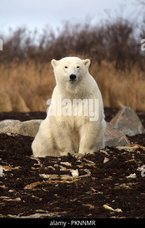 Ein Eisbär (Ursus maritimus) in langen Gras von der Hudson Bay in Manitoba, Kanada. Der Bär sitzt auf Seetang, der auf das Ufer gespült hat. Stockfoto