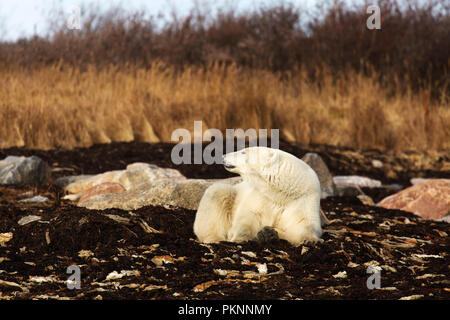 Ein Eisbär (Ursus maritimus) in langen Gras von der Hudson Bay in Manitoba, Kanada. Der Bär sitzt auf Seetang, der auf das Ufer gespült hat. Stockfoto