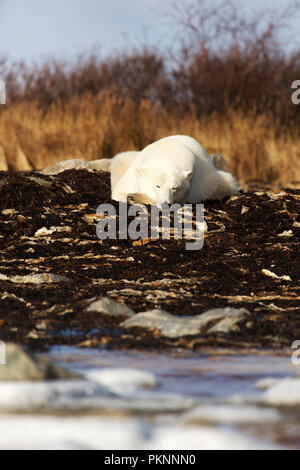 Ein Eisbär (Ursus maritimus) in langen Gras von der Hudson Bay in Manitoba, Kanada. Der Bär sitzt auf Seetang, der auf das Ufer gespült hat. Stockfoto