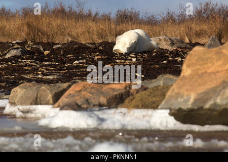 Ein Eisbär (Ursus maritimus) in langen Gras von der Hudson Bay in Manitoba, Kanada. Der Bär sitzt auf Seetang, der auf das Ufer gespült hat. Stockfoto