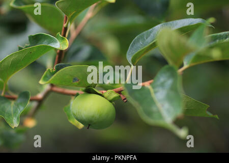 Grüne Kaki Frucht. Stockfoto
