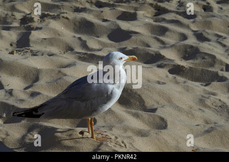 Möwe auf den sand Strand Silgar in der Ortschaft Vigo, Pontevedra, Galizien, Spanien, Europa Stockfoto