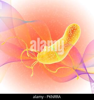 Helicobacter-Pylori-Bakterien, Abbildung. Stockfoto