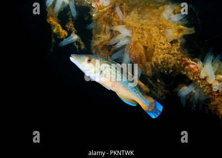 Männliche Kuckuck lippfisch (Labrus Mixtus) Stockfoto