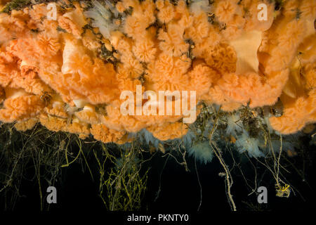 Hängenden Gärten von Aegir (AEgir) - klonale Plumose Anemone oder Rüschen Anemone (Metridium senile) Stockfoto