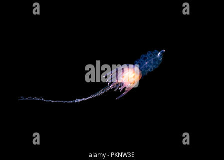 Pelagische siphonophore - Hula Rock Siphonophore (Physophora hydrostatica) Stockfoto