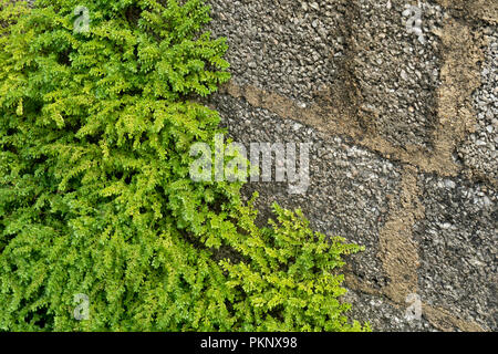 Langer Schwanenhals Flechten wachsen auf ziegelmauer mit Zement Stockfoto