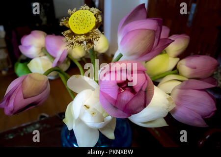 Ein Bündel von Weiß und Pink Lotus Stockfoto