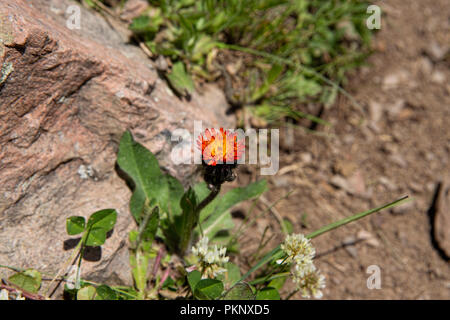 Kirgisische wildflower, Keskenkyia Loop trek, Jyrgalan, Kirgisistan Stockfoto