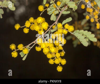 Australische Wildblumen, Cluster von Goldgelb Acacia/wattle Blumen und grüne Blätter auf dunklem Hintergrund Stockfoto