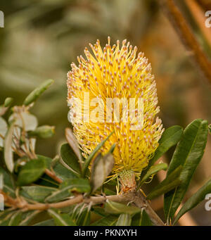 Australische Wildblumen, große und beeindruckende Golden gelbe Blume und dunkelgrüne Blätter von banksia auf hellgrüner Hintergrund Stockfoto