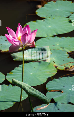 Pink Lotus Blüte Stockfoto