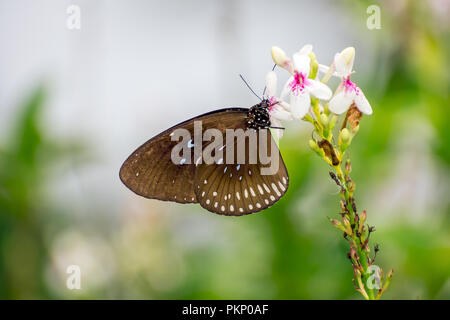 Schmetterling auf Blume Stockfoto