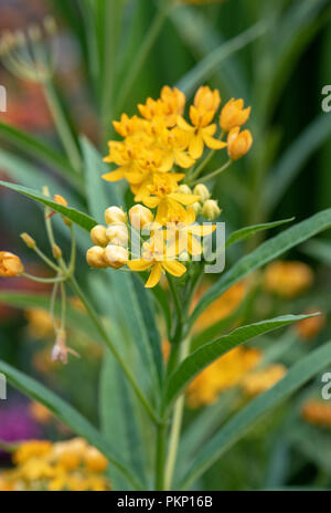 Die asclepias Curassavica "Silbrige Gold". Silky Gold Milkweed Stockfoto