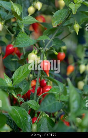 Capsicum annuum 'chupetinho'. Chili peppers' chupetinho" auf der Anlage. Biquinho Chili Stockfoto