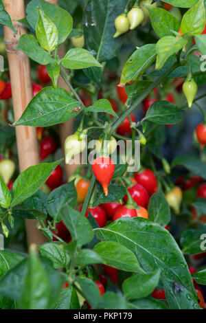 Capsicum annuum 'chupetinho'. Chili peppers' chupetinho" auf der Anlage. Biquinho Chili Stockfoto