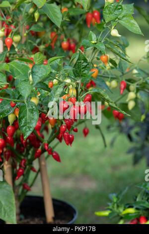 Capsicum annuum 'chupetinho'. Chili peppers' chupetinho" auf der Anlage. Biquinho Chili Stockfoto