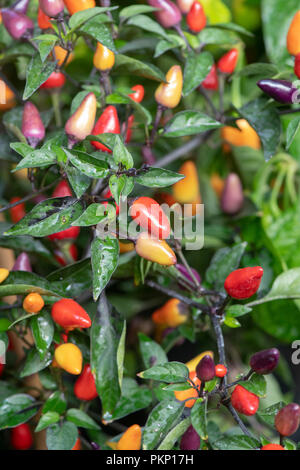 Capsicum annuum 'Lichterkette'. Chili peppers "Lichterketten" auf der Anlage Stockfoto
