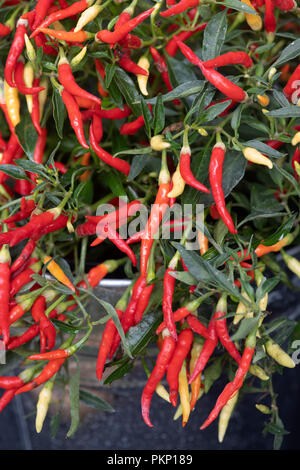 Die Capsicum annuum parkler'. Die Chili peppers parkler' auf der Anlage Stockfoto