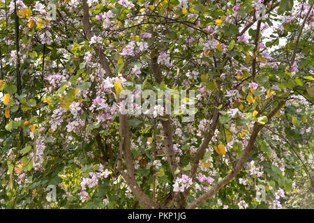 Bauhinia variegata Blumen blühen, in voller Blüte in der Bergregion im Nordwesten von Vietnam Stockfoto