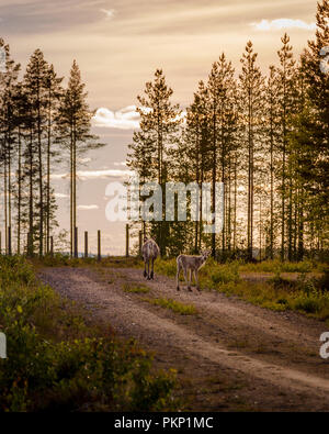 Zwei Jungen Rentiere zu Fuß auf einem Waldweg, andere drehen um zurück zu blicken, Suomussalmi Finnland Stockfoto