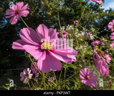 Cosmos Blumen im hellen Sonnenschein Stockfoto