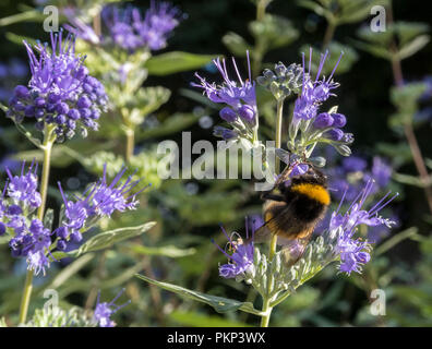 Bienen sind zu Caryopteris x clandonensis Heavenly Blue, ein blau blühender Strauch im September angezogen. Stockfoto