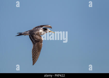 Mehr Crested Tern Swift Tern Thalasseus bergii Lambert's Bay, Westkap, Südafrika, 10. September 2018 unreifen Mauser zu erwachsenen Gefieder. Stockfoto