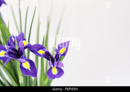 Purple Iris auf weißem Hintergrund Stockfoto