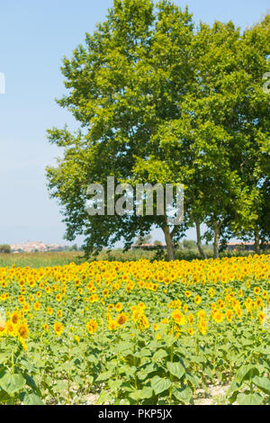 Feld mit Sonnenblumen im Emporda, Catalunya, Costa Brava, Spanien Stockfoto